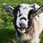 Frühstückspension D'hotes Et A La Ferme De L'oudon & 4*