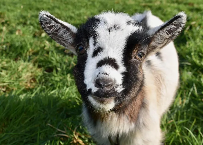 Oda ve Kahvaltı D'hotes Et A La Ferme De L'oudon & 4*